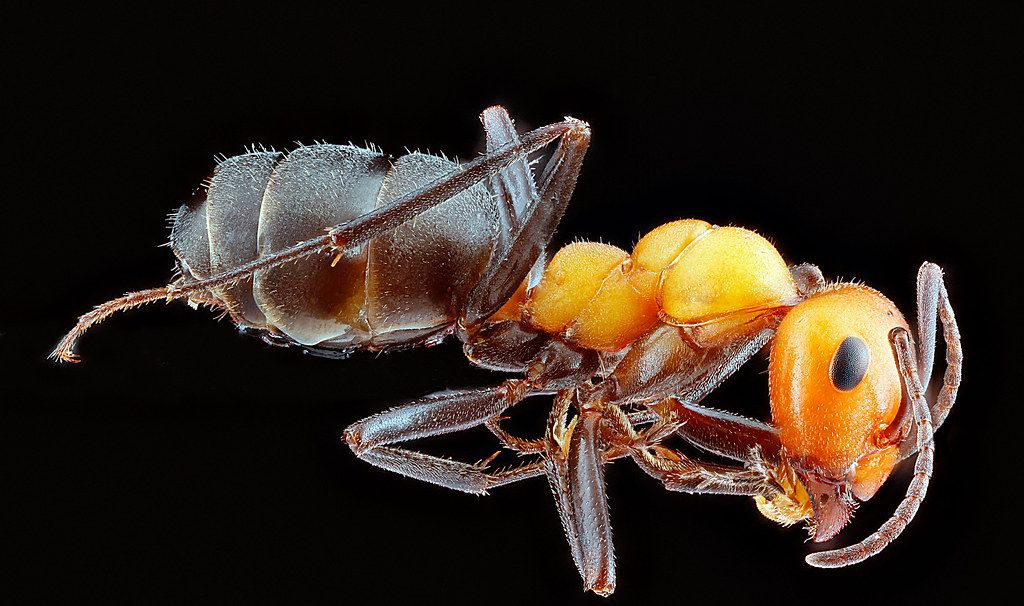 Ant Control service in Des Moines, IA