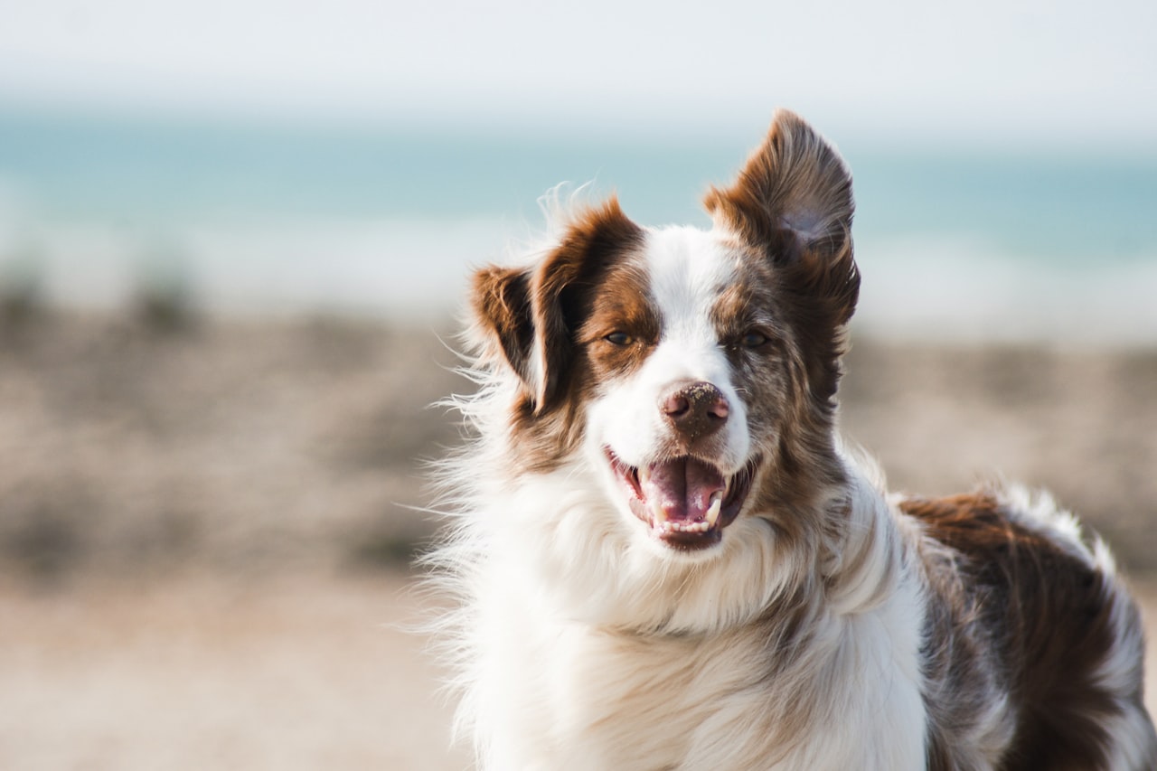 Flea & Tick Control service in Des Moines, IA
