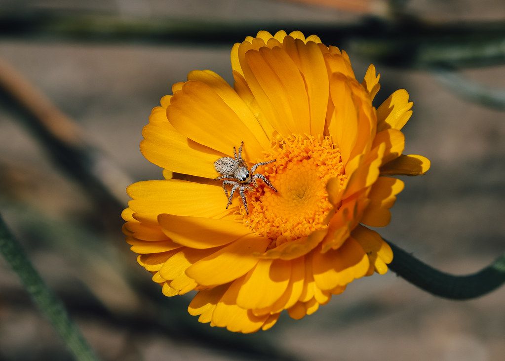 Spider Control service in Des Moines, IA